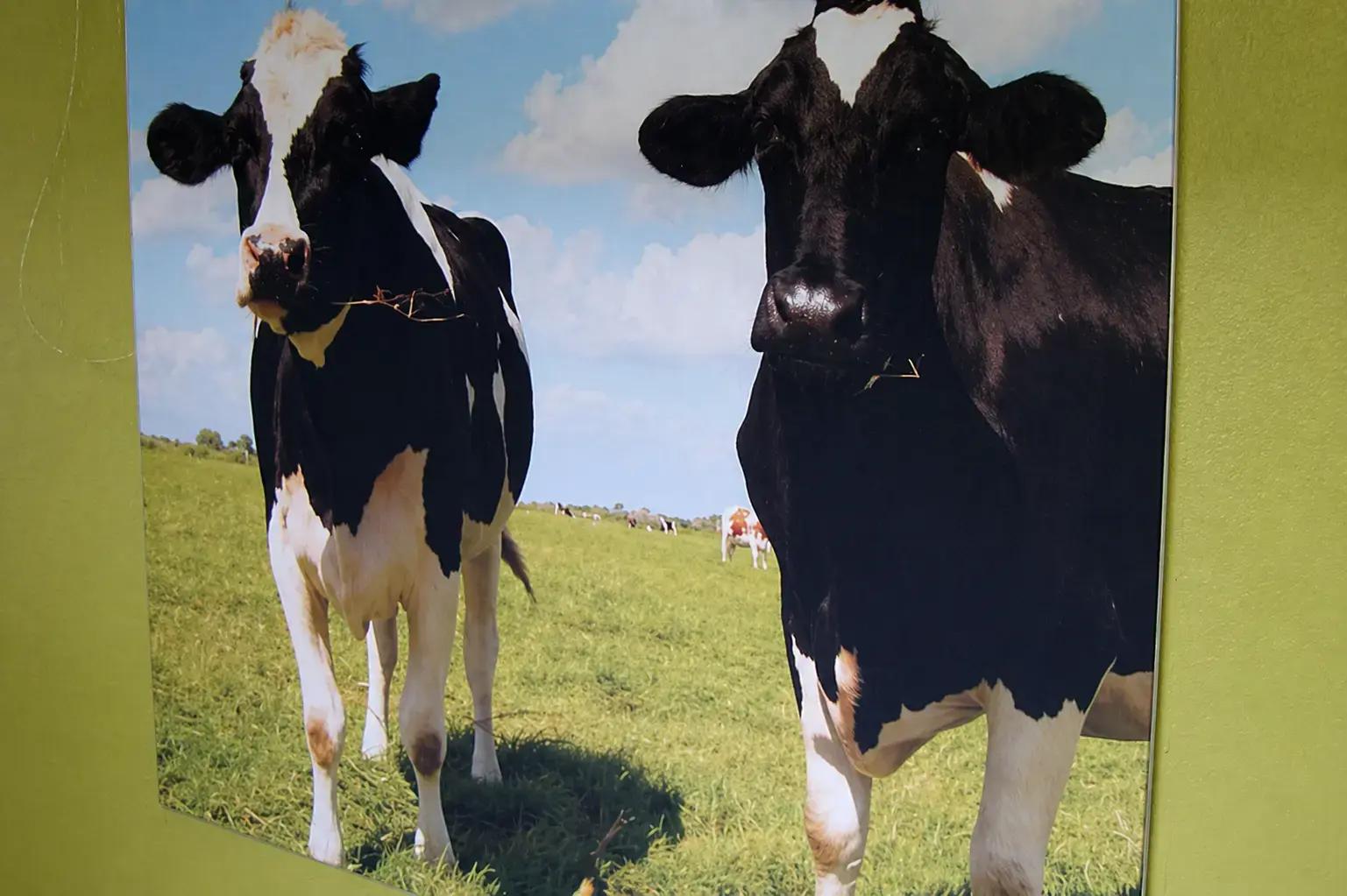 Wanddecoratie met fotoprint van zwart-witte koeien in een weiland, strak gemonteerd op een groene binnenmuur als sfeervolle interieurvisual.